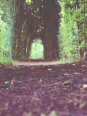 The Undefeated Son-i